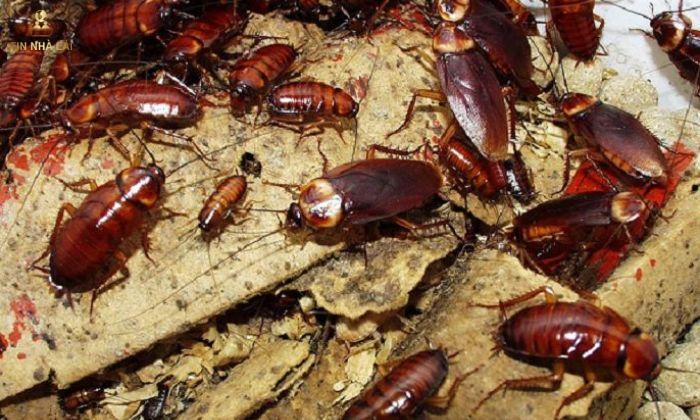 Gián Bò Lên Người Là Điềm Gì? | Lựa Chọn Con Số May Mắn 7 Cần tiêu diệt gián tránh ảnh hưởng đến sức khỏe mọi người trong gia đình
