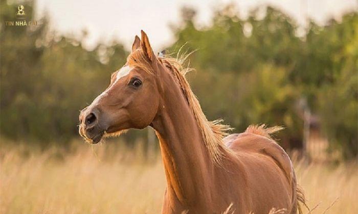 Chiêm bao thấy ngựa có ý nghĩa gì