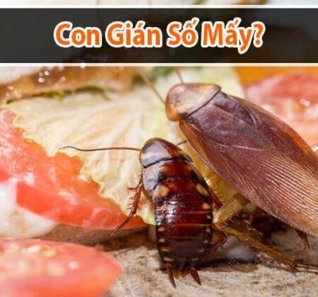 Gián Bò Lên Người Là Điềm Gì? | Lựa Chọn Con Số May Mắn