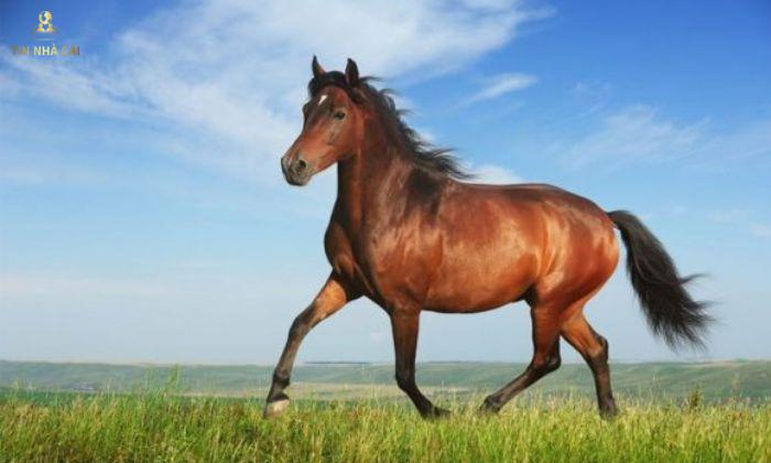 Mơ thấy ngựa đánh con số nào