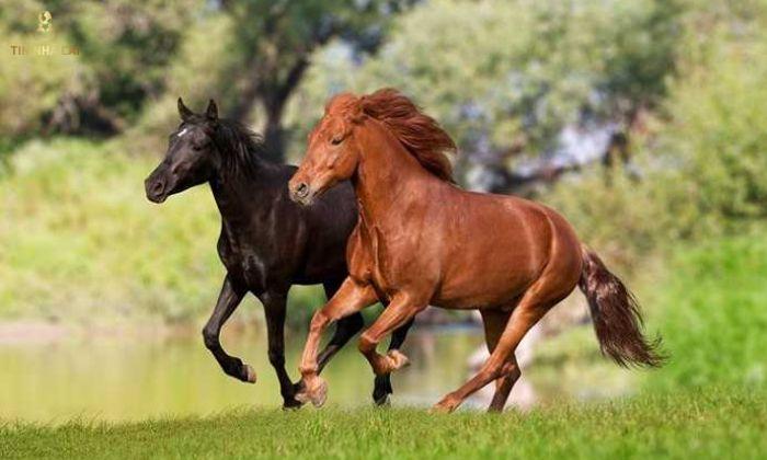 Mơ thấy ngựa là một điềm báo tốt về công việc của bạn sắp tới   