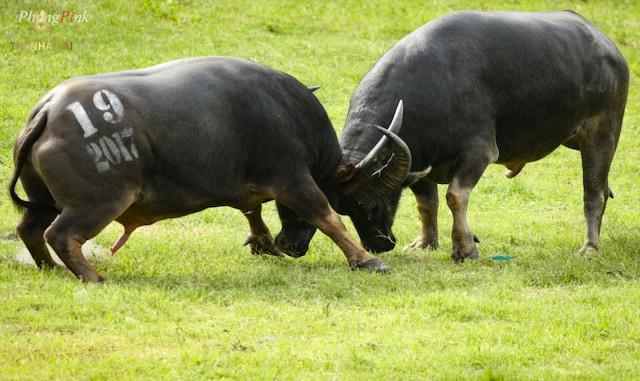 Mơ Thấy Trâu Là Điềm Lành Hay Dữ? Đánh Số Mấy? 7 Mơ thấy trâu báo những điềm tốt gì?