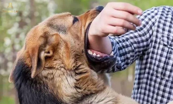 bị chó cắn vào tay báo hiệu rằng trong cuộc sống bạn đang có sự lưỡng lự, do dự trong việc tiếp nhận một điều gì đó mới mẻ