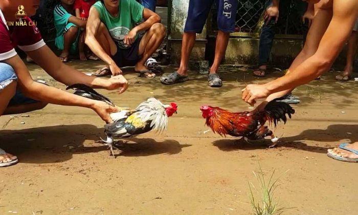 Luật Đá Gà Miền Nam - Những Điều Cần Biết 10 Cách chơi đá gà miền Nam chuẩn xác