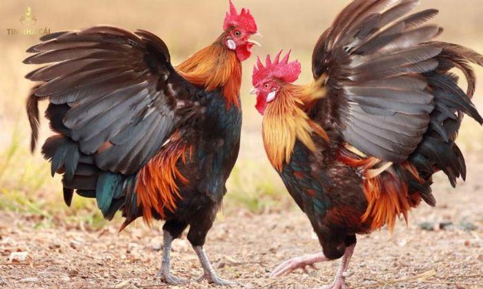 Cách Chơi Đá Gà "Đỉnh Của Đỉnh" Từ Cao Thủ 11 cách chơi đá gà