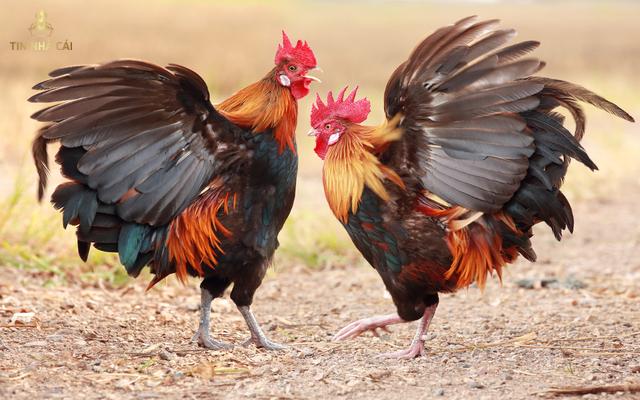 Chạng Gà Là Gì? Cách Tính Chạng Gà Ra Sao? 10 Cách giảm mỡ để chạng định chạng gà đúng cách