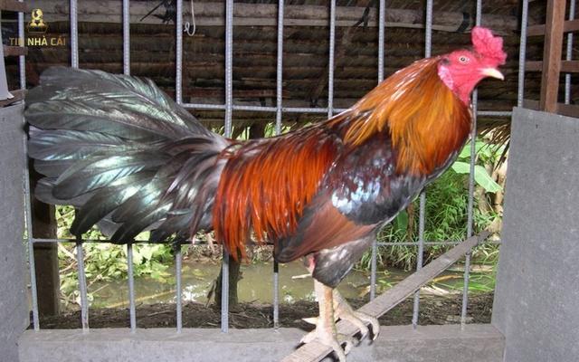 Chạng Gà Là Gì? Cách Tính Chạng Gà Ra Sao? 9 Cách xác định chạng gà khi không biết chạng gà bố mẹ
