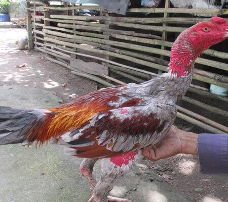 Chăm Sóc Gà Chọi Như Thế Nào Sung Mãn Chiến Khỏe?