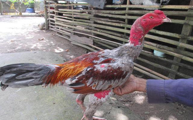 Chăm Sóc Gà Chọi Như Thế Nào Sung Mãn Chiến Khỏe? 9 Chăm sóc gà chọi cần lưu ý điều gì