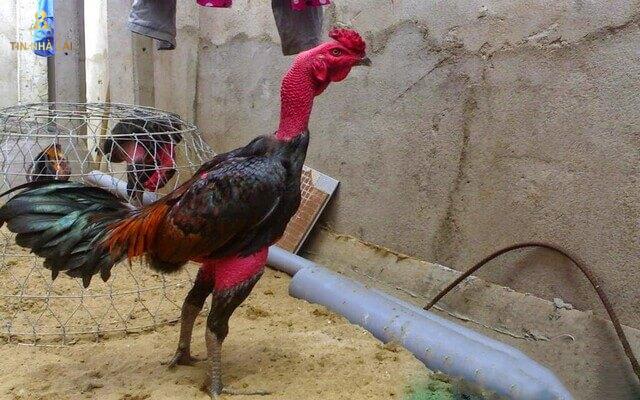 Chăm Sóc Gà Chọi Như Thế Nào Sung Mãn Chiến Khỏe? 8 Chăm sóc gà chọi như thế nào sung mãn chiến khỏe?