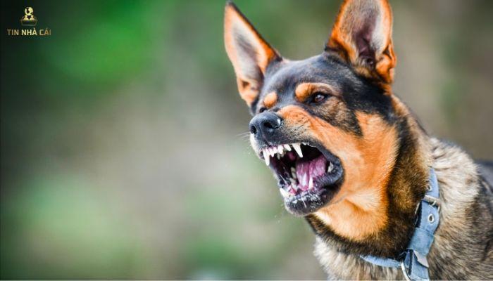 Chó cắn chảy máu điềm báo gì