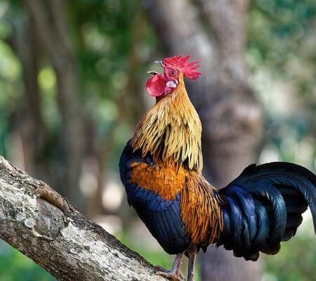 Kinh Nghiệm Chọn Chiến Kê Cho Người Mới Cực Hay