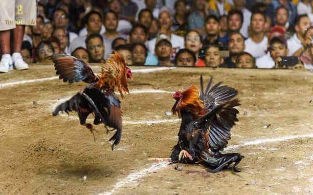 Cách Đá Gà Thomo Chuẩn Sư Kê Chuyên Nghiệp Như Thế Nào? 7 Đôi nét về đá gà thomo