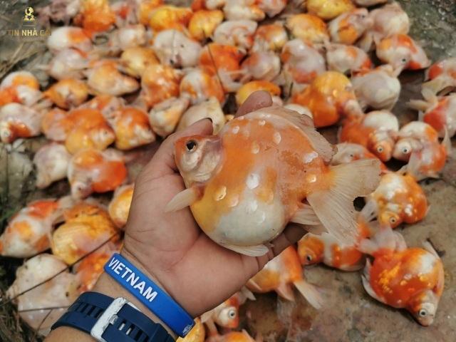 So Em Xui Là Gì? Tại Sao Bạn Luôn Thấy "Xui Xẻo" 11 Đột nhiên cá cảnh chết là một điềm báo xấu
