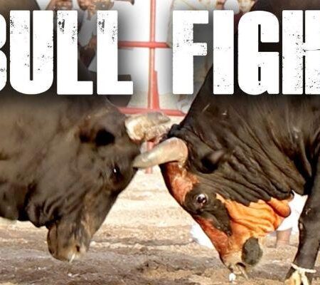 Bull Fight Là Gì? Hướng Dẫn Chơi Bull Fight Chi Tiết Tại Nhà Cái