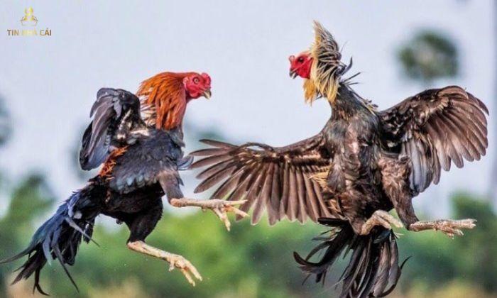 Thuật Ngữ Trong Đá Gà Sư Kê Không Thể Bỏ Qua 10 thuật ngữ trong đá gà