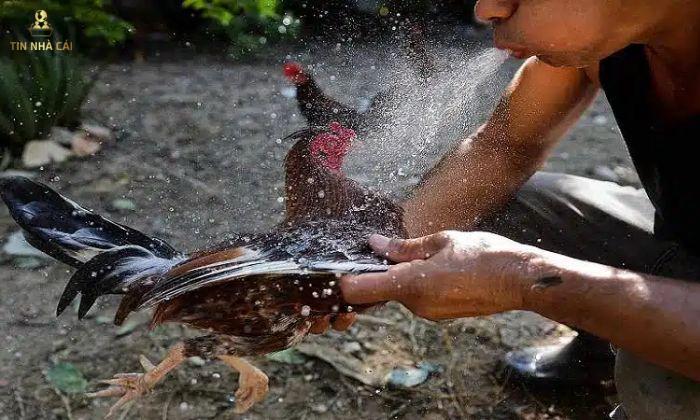 Cách Chơi Đá Gà "Đỉnh Của Đỉnh" Từ Cao Thủ 8 cách chơi đá gà