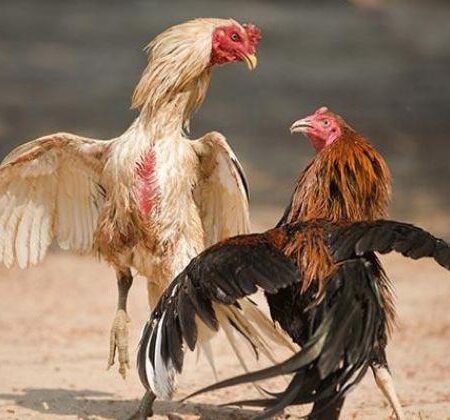 Thuật Ngữ Trong Đá Gà Sư Kê Không Thể Bỏ Qua