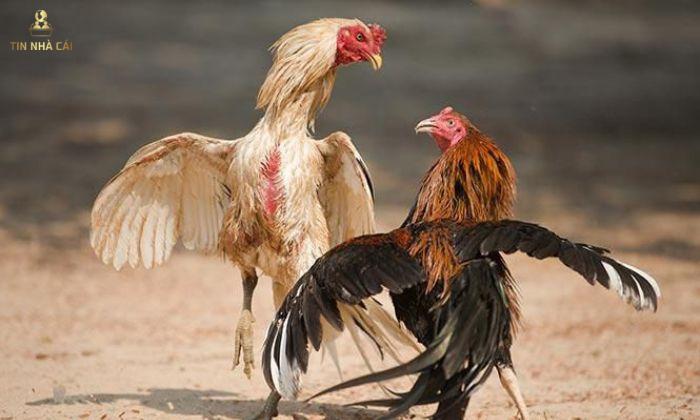 Thuật Ngữ Trong Đá Gà Sư Kê Không Thể Bỏ Qua 11 thuật ngữ trong đá gà