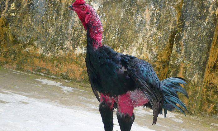 Luật Đá Gà Miền Bắc Như Thế Nào? 8 luật đá gà miền bắc