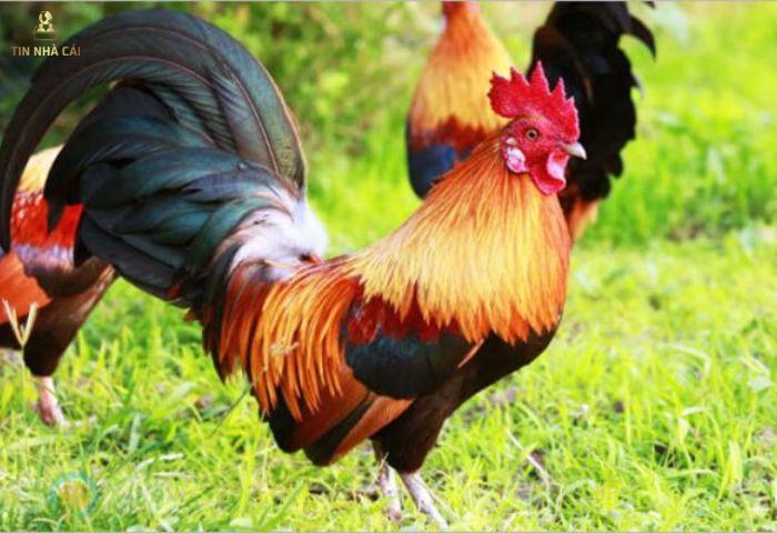 Con Gà Số Mấy? Mộng Thấy Gà Hung Hay Lành? 5 Mơ thấy con gà đánh số mấy