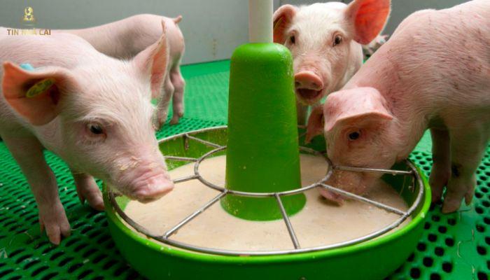 Mơ Thấy Lợn Trắng Đánh Số Mấy? Chiêm Bao Lợn Có May Mắn? 9 Mơ thấy heo trắng đang ăn