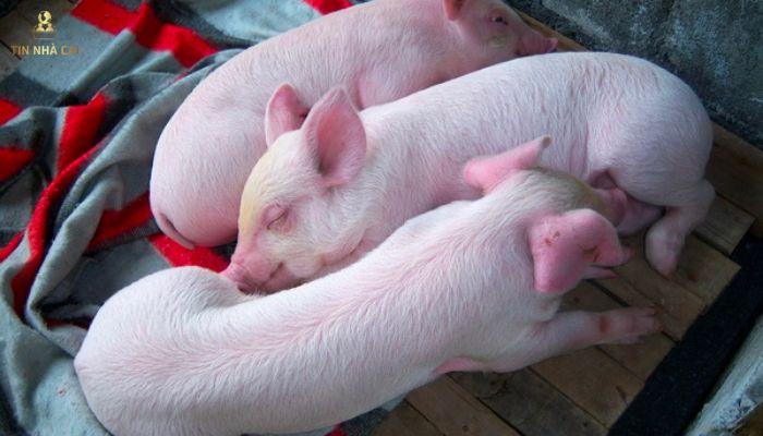 Mơ Thấy Lợn Trắng Đánh Số Mấy? Chiêm Bao Lợn Có May Mắn? 8 Mơ thấy lợ trắng ngủ ý nghĩa gì?