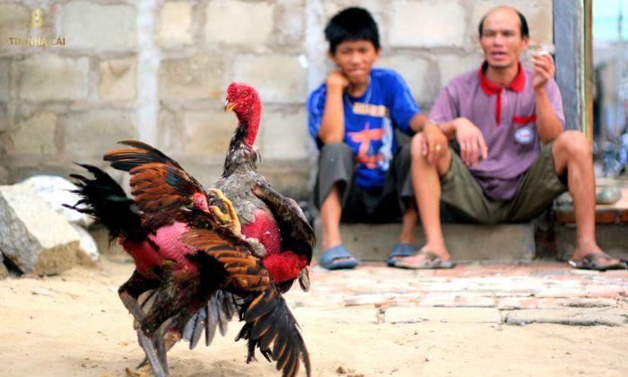 Cách Chơi Đá Gà "Đỉnh Của Đỉnh" Từ Cao Thủ 10 cách chơi đá gà