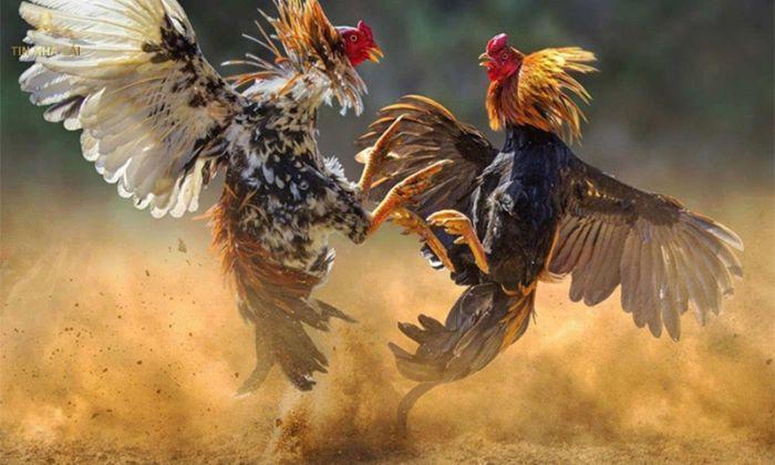 Thuật Ngữ Trong Đá Gà Sư Kê Không Thể Bỏ Qua 7 thuật ngữ trong đá gà