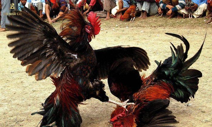 Thuật Ngữ Trong Đá Gà Sư Kê Không Thể Bỏ Qua 9 thuật ngữ trong đá gà