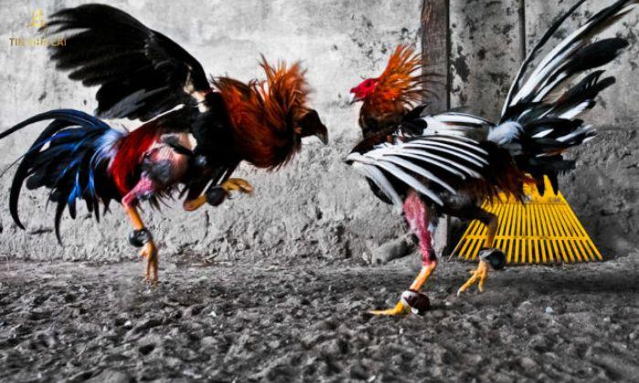 Cách Chơi Đá Gà "Đỉnh Của Đỉnh" Từ Cao Thủ 9 cách chơi đá gà