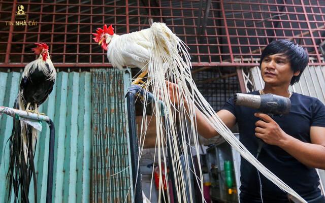 Chăm Sóc Gà Chọi Như Thế Nào Sung Mãn Chiến Khỏe? 6 Tại sao cần chăm sóc gà chọi đúng cách