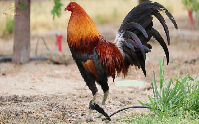Chạng Gà Là Gì? Cách Tính Chạng Gà Ra Sao? 7 Tìm hiểu chạng gà là gì