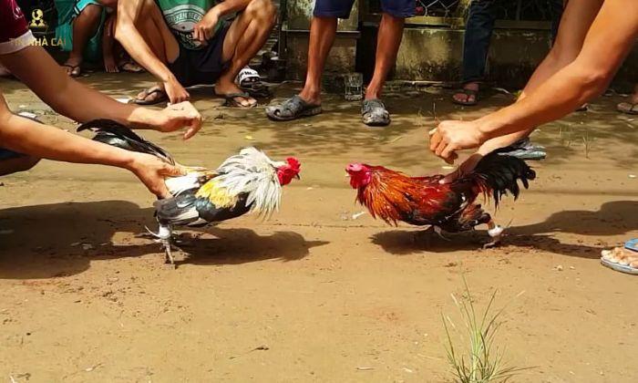 Cách Chơi Đá Gà "Đỉnh Của Đỉnh" Từ Cao Thủ 7 cách chơi đá gà