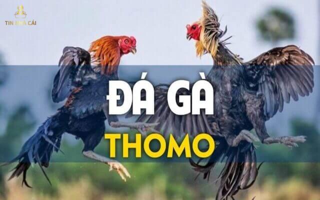 Cách Đá Gà Thomo Chuẩn Sư Kê Chuyên Nghiệp Như Thế Nào? 10 Ưu điểm của đá gà thomo