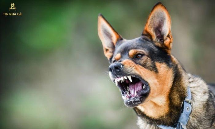 việc nằm mơ thấy bị chó cắn cũng bắt đầu từ những suy nghĩ và hành động mà chúng ta thường xuyên thực hiện trong cuộc sống hàng ngày.