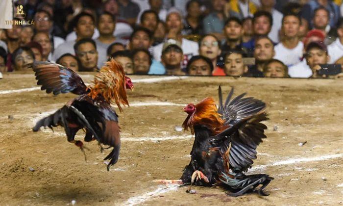 Thuật Ngữ Trong Đá Gà Sư Kê Không Thể Bỏ Qua 8 thuật ngữ trong đá gà