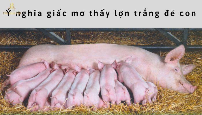 Mơ Thấy Lợn Trắng Đánh Số Mấy? Chiêm Bao Lợn Có May Mắn? 10 Ý nghĩa giấc mơ thấy heo trắng đẻ con